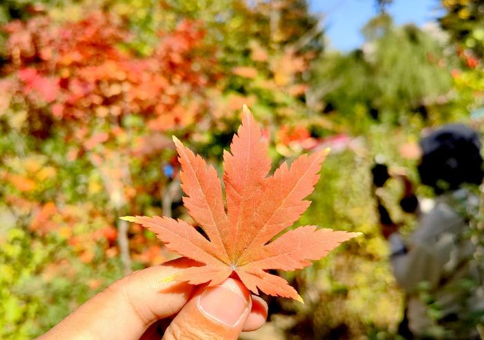 游人在拍摄红枫叶