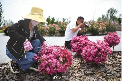 在河南省南阳市月季国家林木种质资源库，工作人员在做月季特性调查。