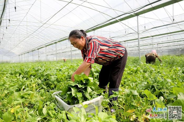 赣州全南县金龙镇水口村自然之星蔬菜基地，农户正在采收有机蔬菜。（资料图片）