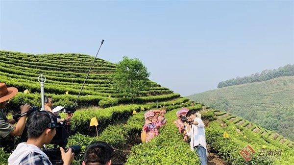 宣传当地茶产业。受访者供图