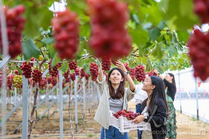 2024年9月30日，在山东省荣成市崖西镇一处葡萄种植园，美味的葡萄吸引着众多市民和游客前来采摘、品尝。来源：人民图片