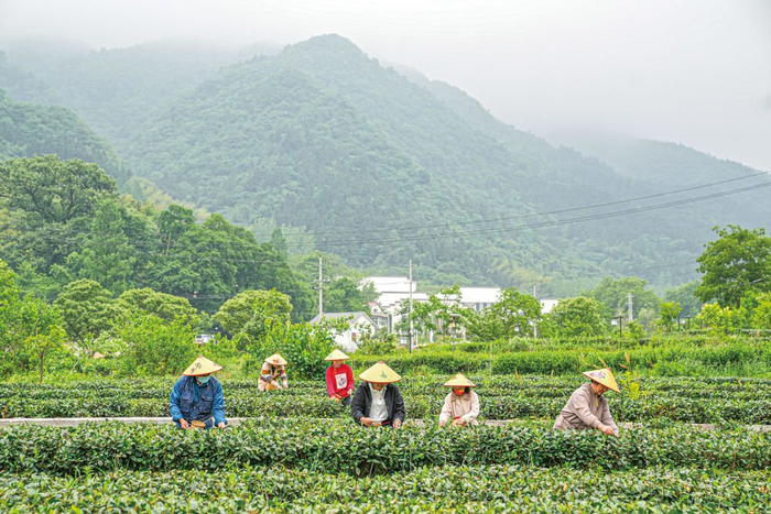   安徽省金寨县大湾村村民在生态茶园采摘茶叶。新华社记者杜宇摄