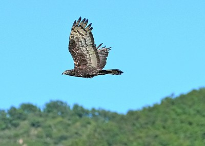 &nbsp;&nbsp;&nbsp;&nbsp;在辽宁大连蛇岛-老铁山救助康复后环志放归自然的凤头蜂鹰。本报记者&nbsp;徐谭摄/光明图片