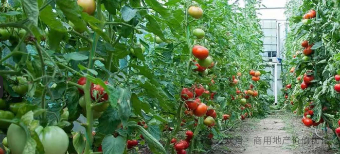 有机番茄种植园 图源网络