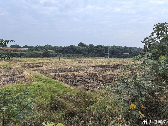 华埠村的田地。图/九派新闻 马婕盈