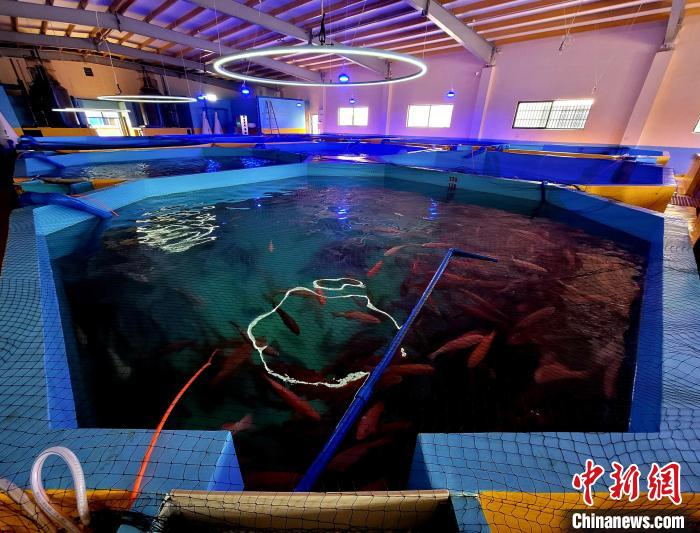 10月10日，海南文昌冯家湾现代化渔业产业园内，在工厂里孵化，在工厂里生长的石斑鱼。中新社记者 王晓斌 摄