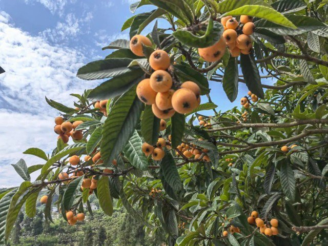 ▲农户枇杷丰收。