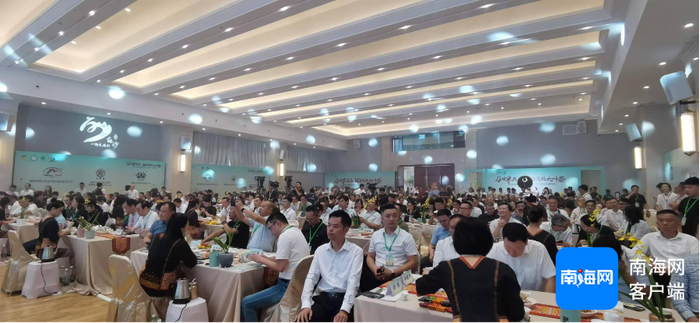 海南雨林大叶茶全球品鉴招商大会现场。记者 梁振文 摄