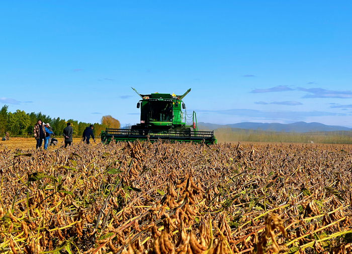 大豆收获现场