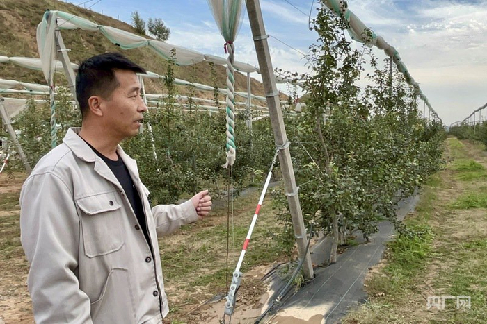 肖存海在果树旁接受记者采访（央广网记者  李春雪  摄）