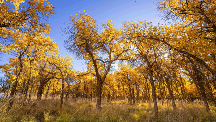 那一片耀眼的金色胡杨，让人沉醉其中。（摄影：赵勇强）