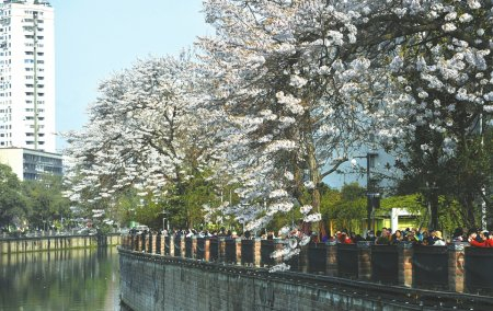 每年春天，成都红星桥泡桐花开都会吸引不少市民游客拍照。雷远东摄