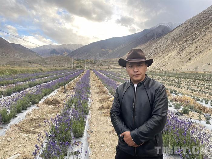 图为八宿县吉达乡党委书记仁青贡布站在大片的薰衣草田间 摄影:王妍丹