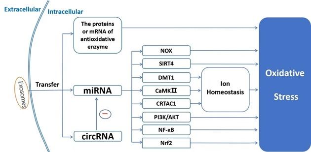 外泌体缓解细胞氧化应激