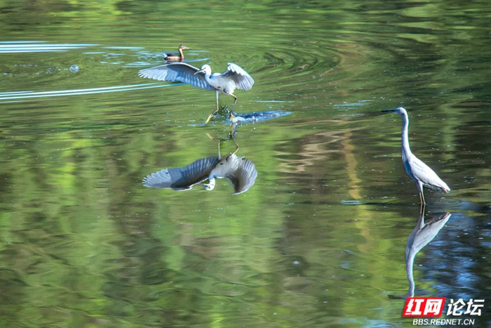 牛背鹭与小白鹭在蓝山白鸤洞水库停驻。（唐盛利/摄）