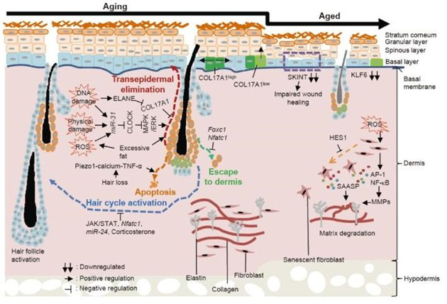 皮肤衰老特征及相关机制