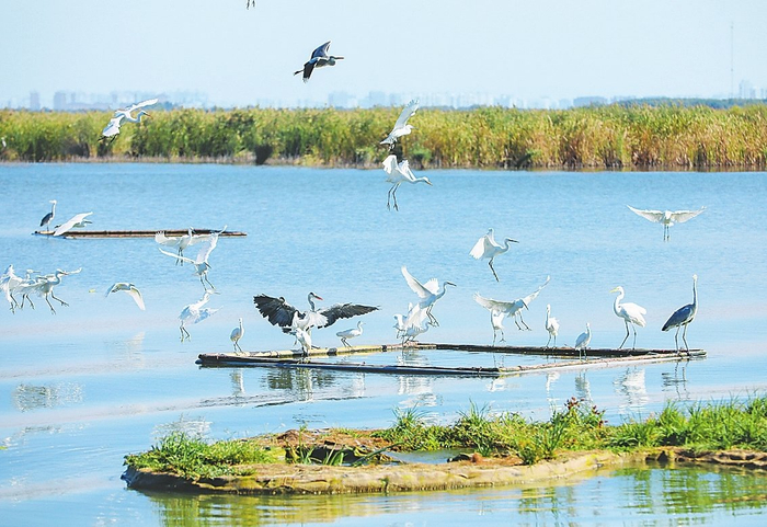 鸟儿在樱花岛上起舞。陈康  摄