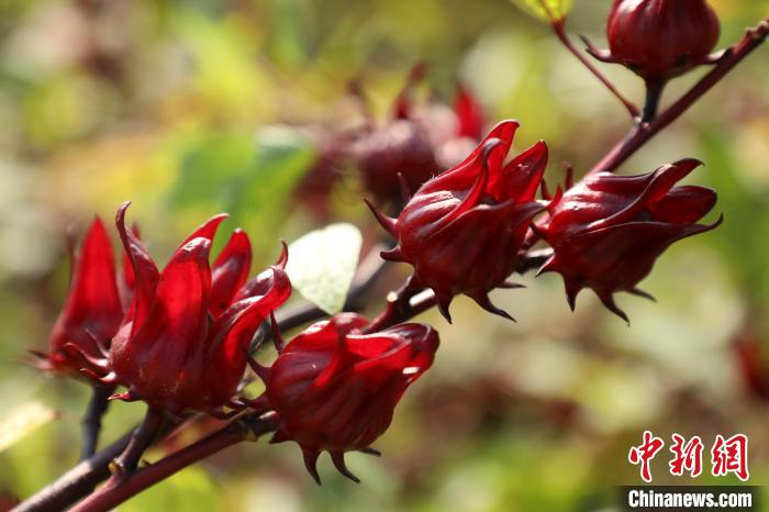 玫瑰茄。潘有娣 摄