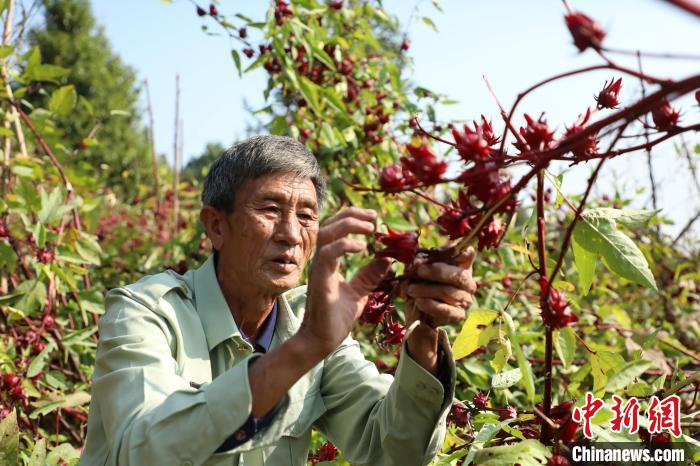 黄会春正在查看玫瑰茄。潘有娣 摄