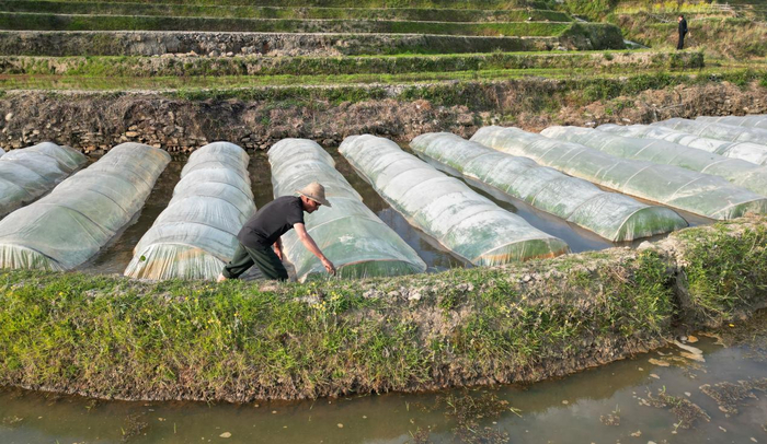 △云南省元阳县牛角寨镇果期村村民马有明在田里检查秧苗生长情况