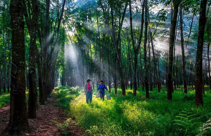 ▲白沙人均种植橡胶达6亩，农户种植覆盖率达95％。许欢 摄