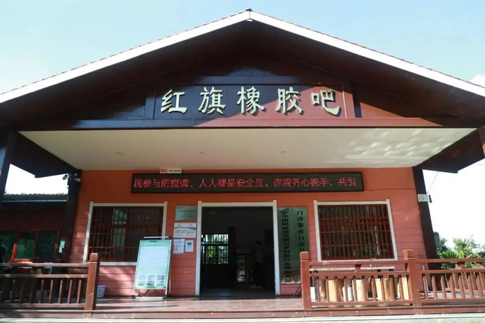 ▲元门乡红旗橡胶吧