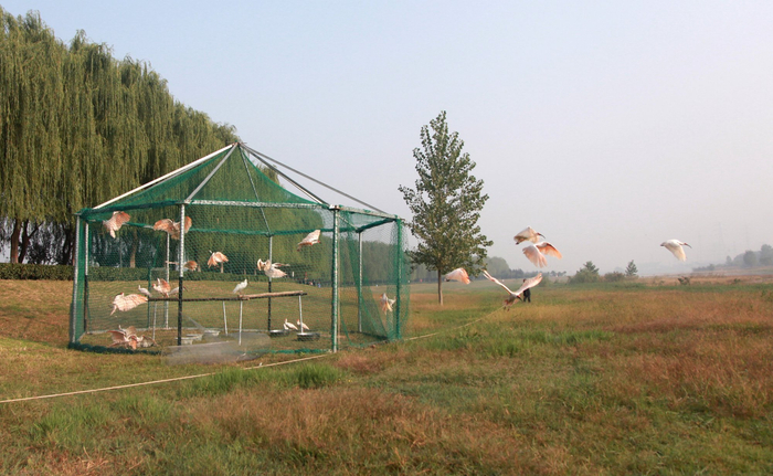 24只朱鹮重归野外、展翅翱翔（陕西省林业局供图）
