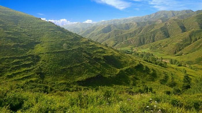 图为振东(浑源)黄芪种植基地