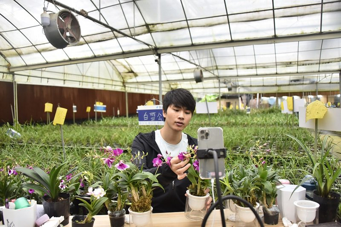 漳州刘阁兰花有限公司主播在基地里做电商直播。