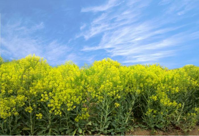 图为振东(大庆)板蓝根种植基地