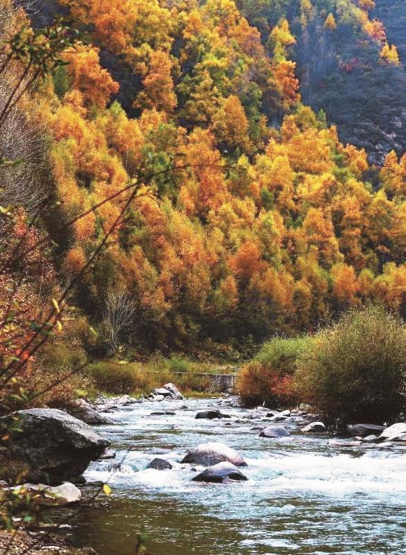 大通回族土族自治县宝库峡景区，层林尽染，仿佛置身大自然的“调色盘”。杨彩霞 摄