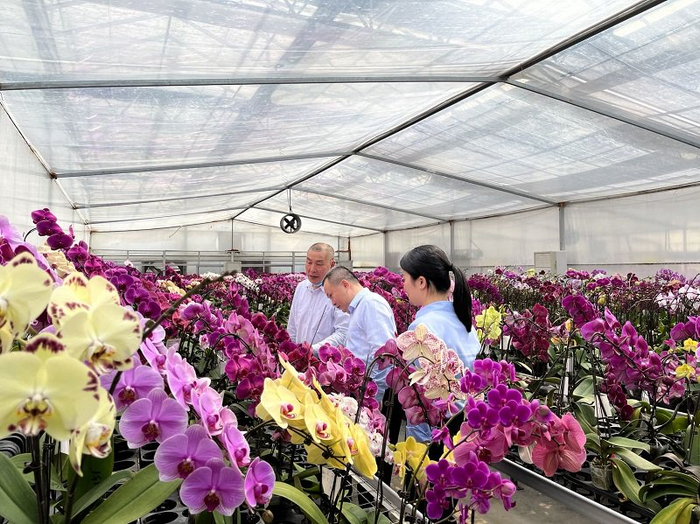 钜宝生物科技蝴蝶兰种植基地。