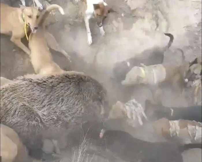 猎犬在围猎野猪。图源：光明网