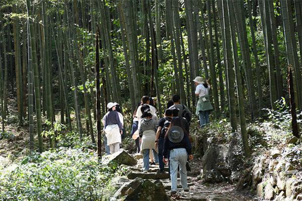 “江河荟浙江翠”杭州多样道在竹林样地开展自然教育