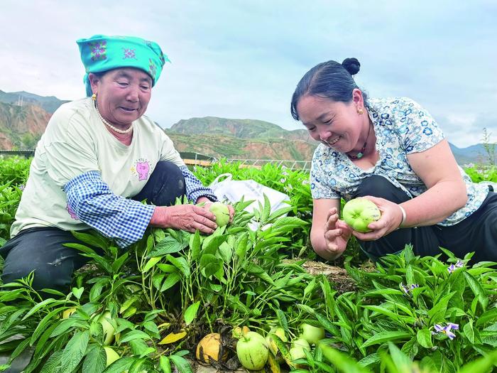 工作人员正在采摘人参果。罗珺 摄