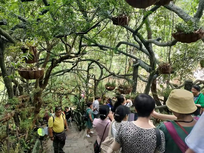 游客在六郎城·仙草秘境观光打卡。广南县委宣传部 供图