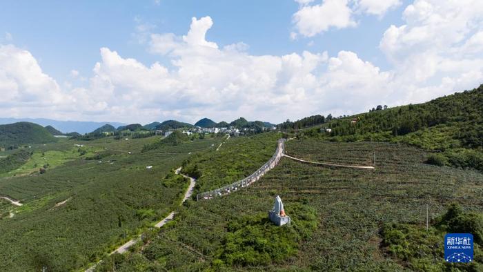 　　这是文山州西畴县兴街镇三光片区猕猴桃种植基地。（柏跃飞 摄）