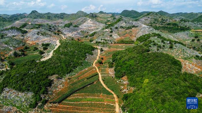 文山市新平街道红旗社区庄子田居民小组的仙人掌种植基地。新华社记者王静颐 摄