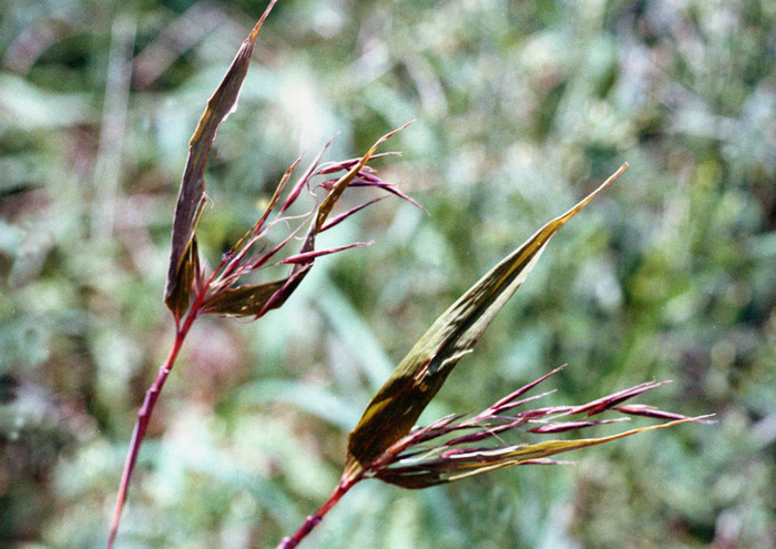 四川唐家河自然保护区洪石河大箭竹开的花穗。