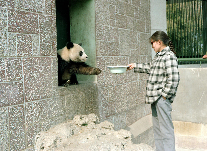 1980年，成都动物园里这只馋嘴的大熊猫正在向饲养员要东西吃。