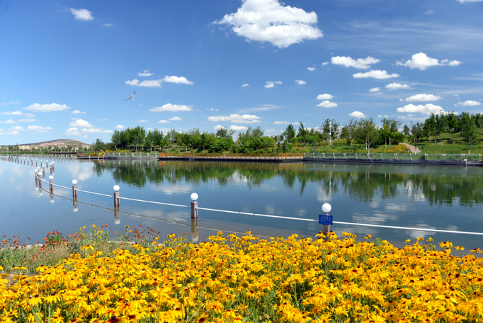 克拉玛依河畔绿草如茵，百花争艳。 闵勇 摄