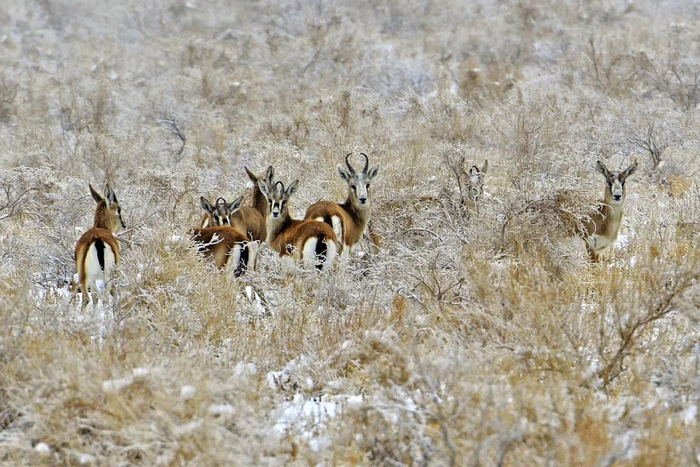 克拉玛依城郊的灌草丛，成了野生动物的乐园。 闵勇 摄