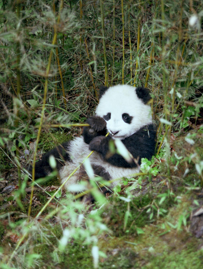 1985年，在四川王朗自然保护区内，大熊猫正在吃新鲜的箭竹。