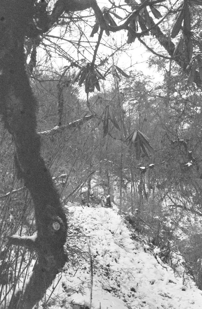 夹金山下海拔2800多米处箭竹丛生，是大熊猫经常出没的地方。