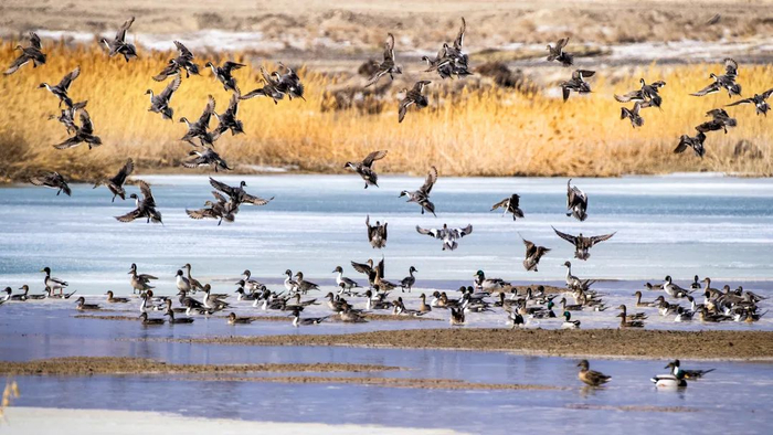 水草丰茂的古海生态公园吸引了大批候鸟停留或栖息。 闵勇 摄