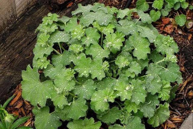 曼德拉草 图源网络