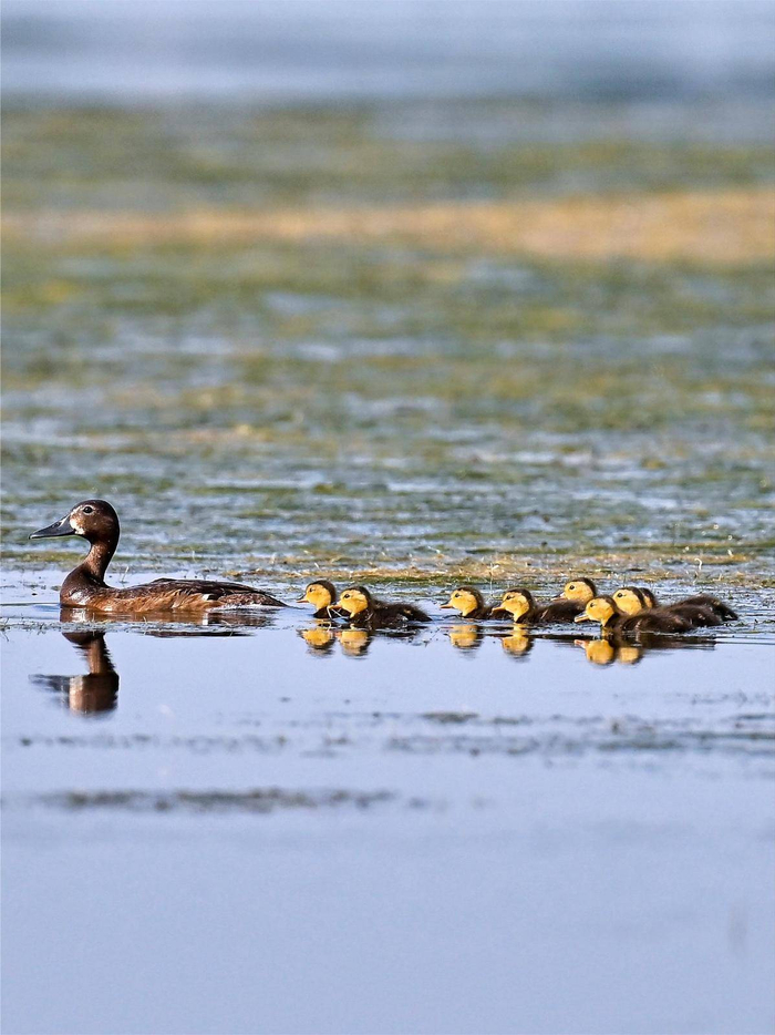 2023年7月19日，白洋淀青头潜鸭“遛娃”。（张学农 摄）