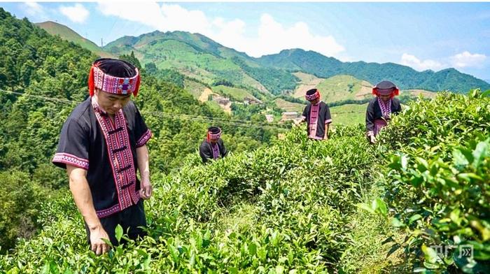 茶农们正在采摘茶叶（央广网记者 梁瑜琳 摄）