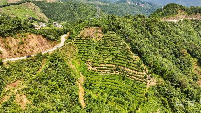 航拍苍梧县六堡镇山坪村的茶山（央广网记者 梁瑜琳 摄）