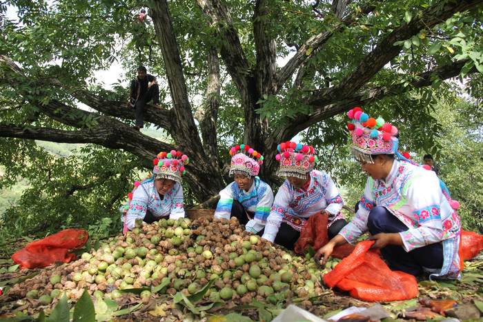 云南核桃（图片来源：国家林业和草原局）
